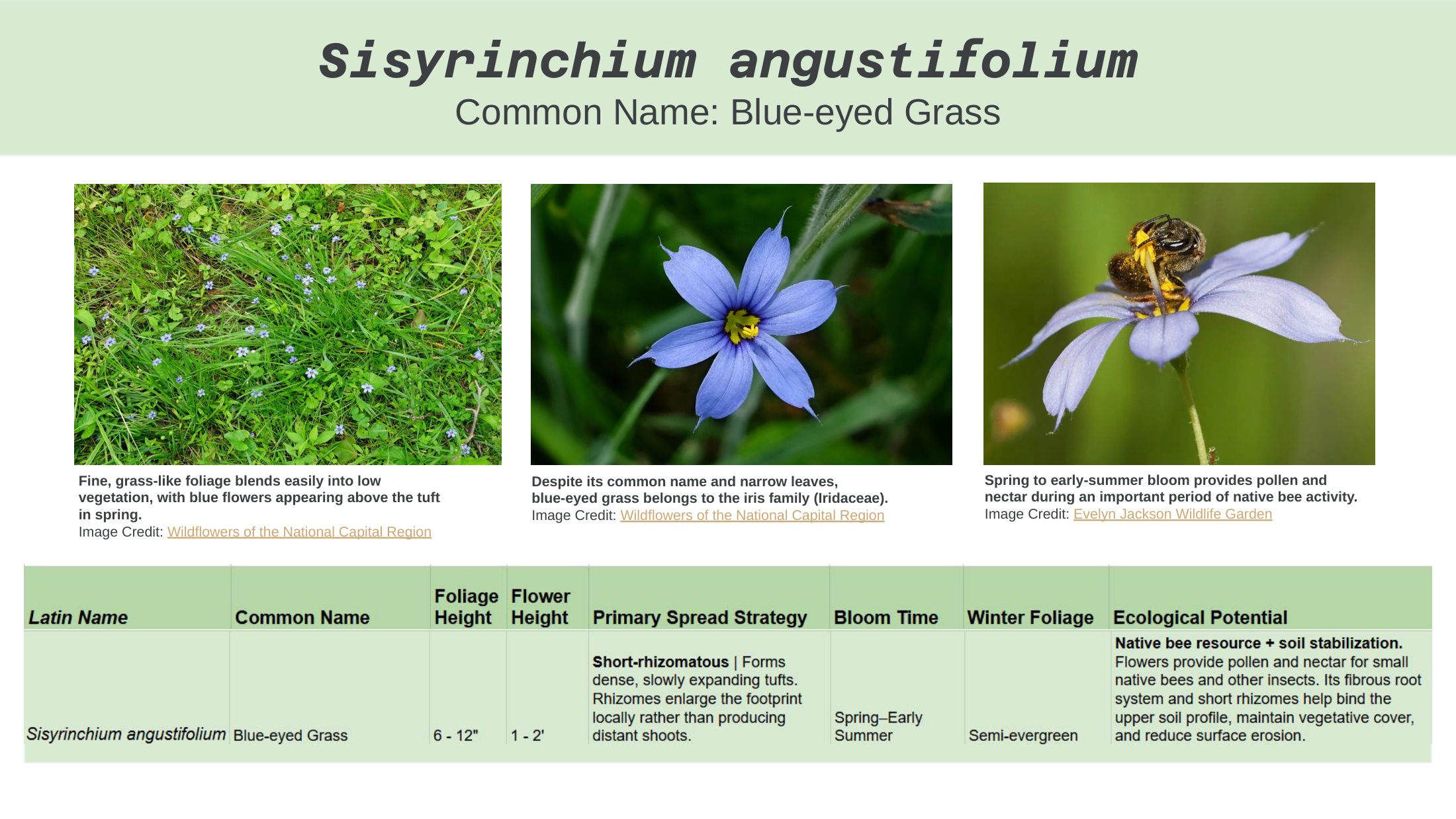 Alt-Lawn Anatomy — species guide, slide 14