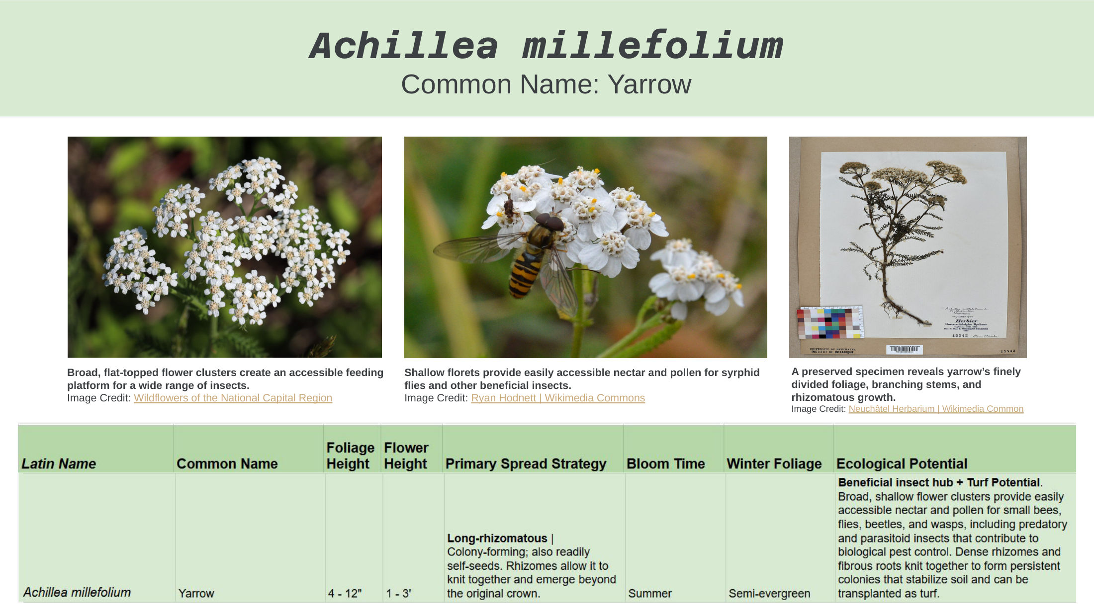 Alt-Lawn Anatomy — species guide, slide 3