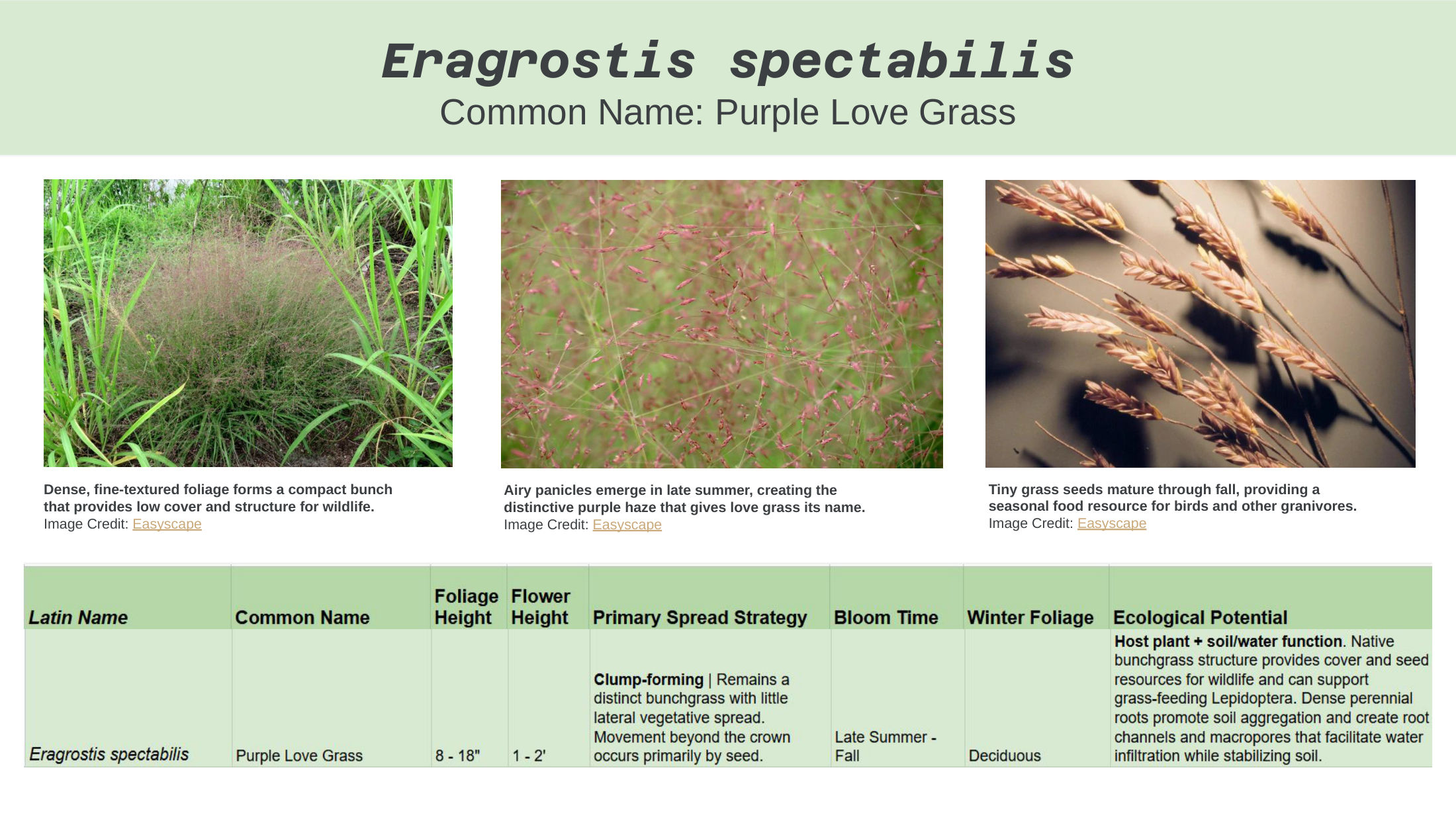 Alt-Lawn Anatomy — species guide, slide 6