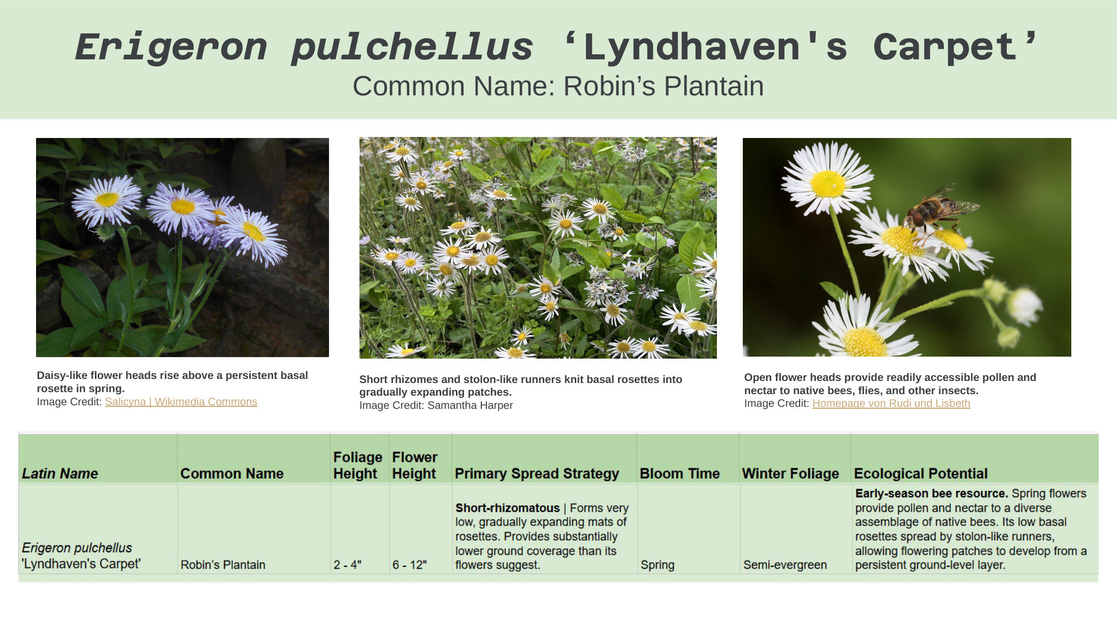Alt-Lawn Anatomy — species guide, slide 7