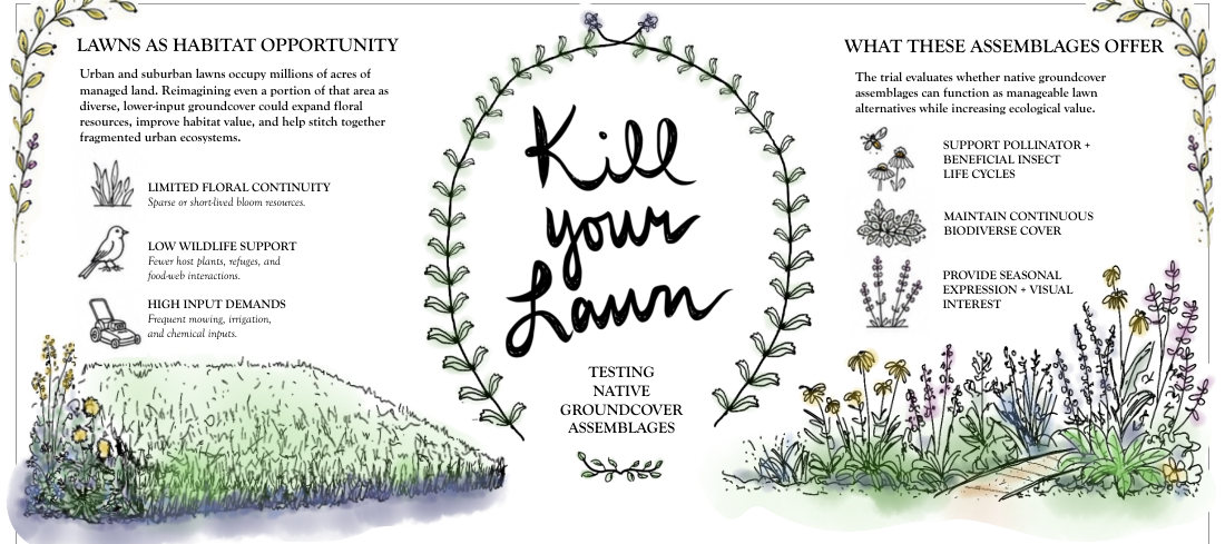 Alternative Lawns