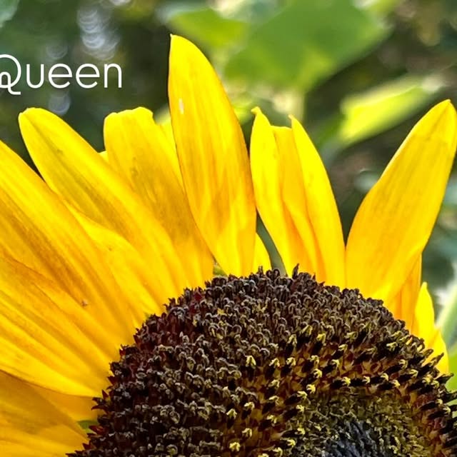 Sunflower close-up