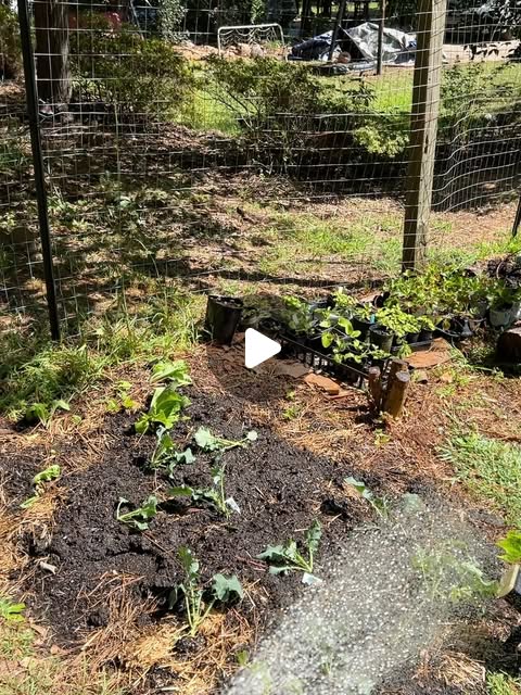 Vegetable garden bed
