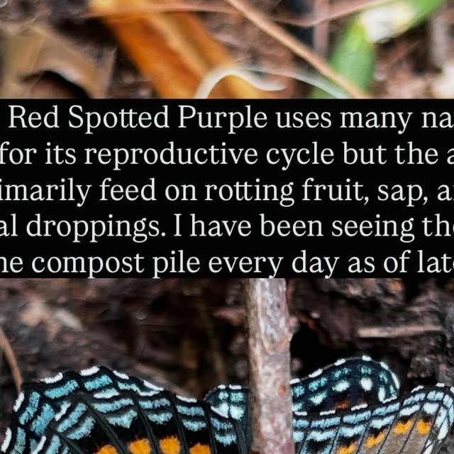 Wildlife Garden &mdash; Harper Botanical on Instagram